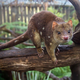 Illustration for article titled Australias Answer to the Cat Communicates Through Poop